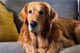 Do Our Pets Return?
