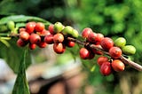 Building the world’s first AI-powered financing ecosystem for small coffee farmers