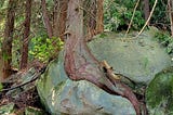 The Cedar in the Stone or the Other Way Around