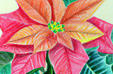 colored pencil drawing of poinsettia