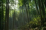 “The Incredible Journey of the Chinese Bamboo Tree: A Lesson in Patience, Perseverance, and…