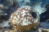 The white splotches of stony coral tissue loss disease afflict a brown-hued boulder coral. Sea fans surround the sickly coral.