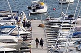 Walrus Freya sunbathing on the landing stage in Oslo