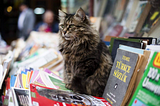 Turkish Stray Cats: Owner of the Streets