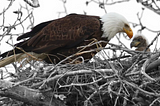 Something About Montana Eagles, Worry, And Resilience