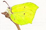 ‘Brimstone Butterfly’