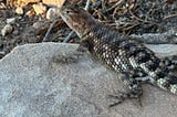 A Lizard Lingering, Lounging, and Looking Longingly