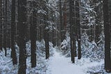 A snow covered forest path