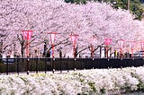 5 Recommended Places and Times to Watch Hanami in Japan