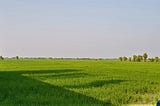 Pakistan: An Agrarian Economy