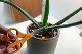 Cutting an aloe vera leaf from its plant