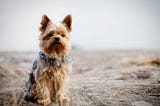 How To Train A Yorkshire Terrier