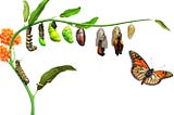 The Caterpillar