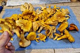 I Got Lost In The Woods While Mushrooming: A Cautionary Tale
