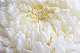 เบญจมาศ Chrysanthemum