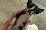 Lessons from a Dying Kitten