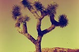 It called to me,
that stoic Joshua Tree.