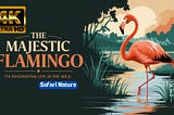 The Majestic Flamingo