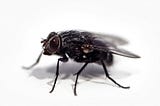 The Limping Fly