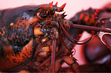 Lobsters, Women & Milken ‘16