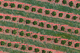 Orange trees detection with YOLO v5 in UAV Imagery