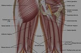 ANA 212:  Anatomy of the lower limb, abdomen, pelvis and perineum.