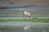 Canis Lupus at Dawn