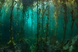 Offshore Kelp Farming