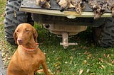 A bird dog poses next to a tailgate loaded with five harvested ruffed grouse.