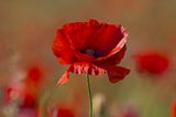 D Day, the 6th June
