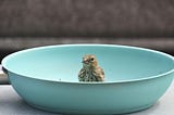Rethink conventional birdfeeders
