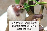 Sloth Questions (37+) Questions About Sloths Answered