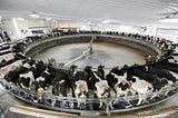 Factory Farms: What goes on behind closed doors?