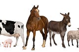 When you gaze into your favorite animal’s eyes, does sentience gaze back?