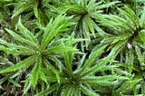 The Moss That Grows Like a Miniature Forest