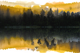 An abstract image of dark coniferous trees reflected in the water. The edges above the trees and their reflections are yellow.