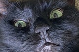 Close up of face of black cat.