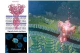 A helper NLR challenges the membrane localisation dogma