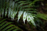 Trying to Deliberately Develop? Take Advice from the Baby Fern Fronds