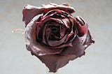 The Last Rose