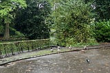 Ducks near a pond in a park on a rainy day.