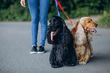 Puppy Training 101: Introduction to Walking on Leash!