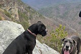 Hiking With Dogs: 6 Things to Consider Before You Hit the Trail