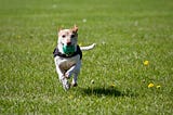 5 Easy Steps to Teach a Dog to Fetch and Return