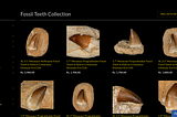 Discover Ancient Treasures: Fossil Teeth Collection at Fossil Age Minerals