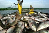 How Asian Carp are Threatening US Waterways