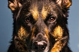 German Shepherd, tongue out, ears up, looking at camera