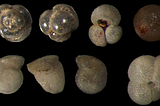 Artificial Intelligence & Paleontology: Use  Deep Learning to search for Microfossils