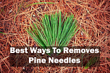 Best Ways to Remove Pine Needles