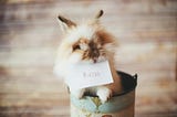 A bunny holding a piece of paper with the word HIATUS.